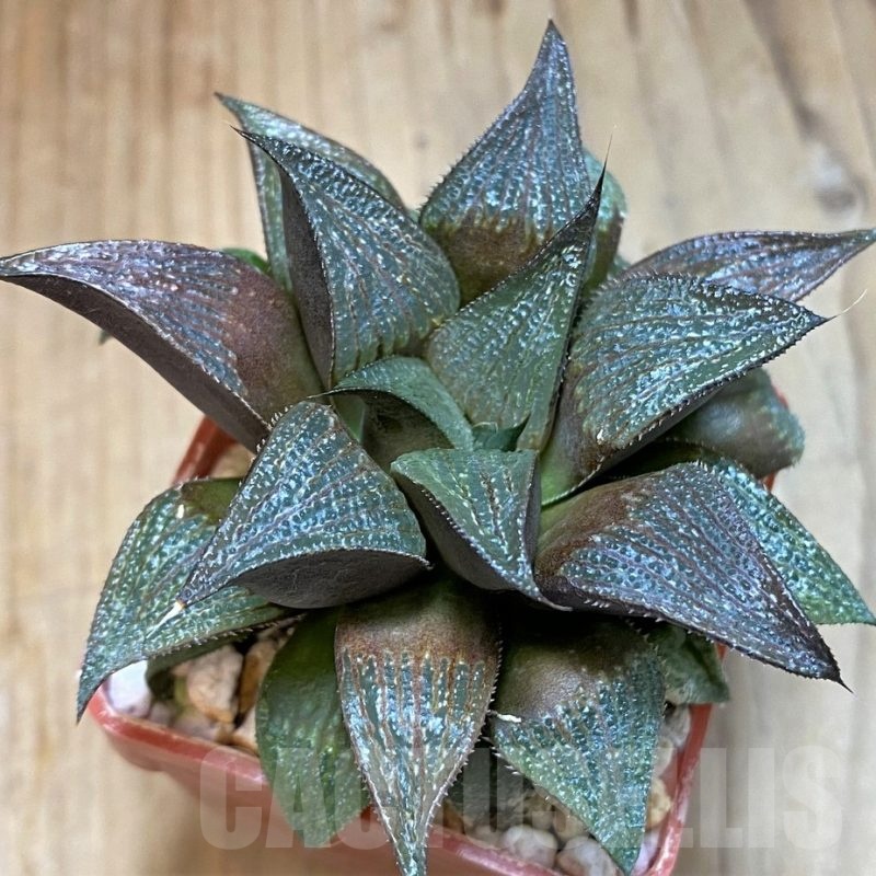 SH24932 Haworthia magnifica hybrid