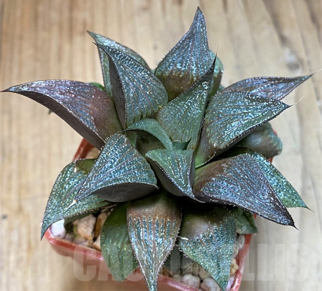 SH24932 Haworthia magnifica hybrid