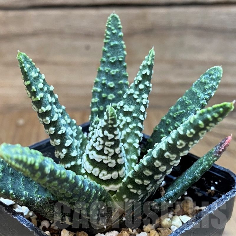 SH24933 Haworthia pumila 'Donut' SH, seedling