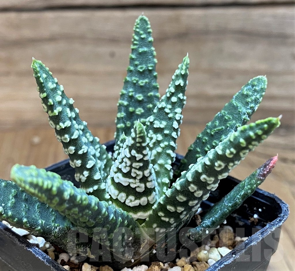 SH24933 Haworthia pumila 'Donut' SH, seedling