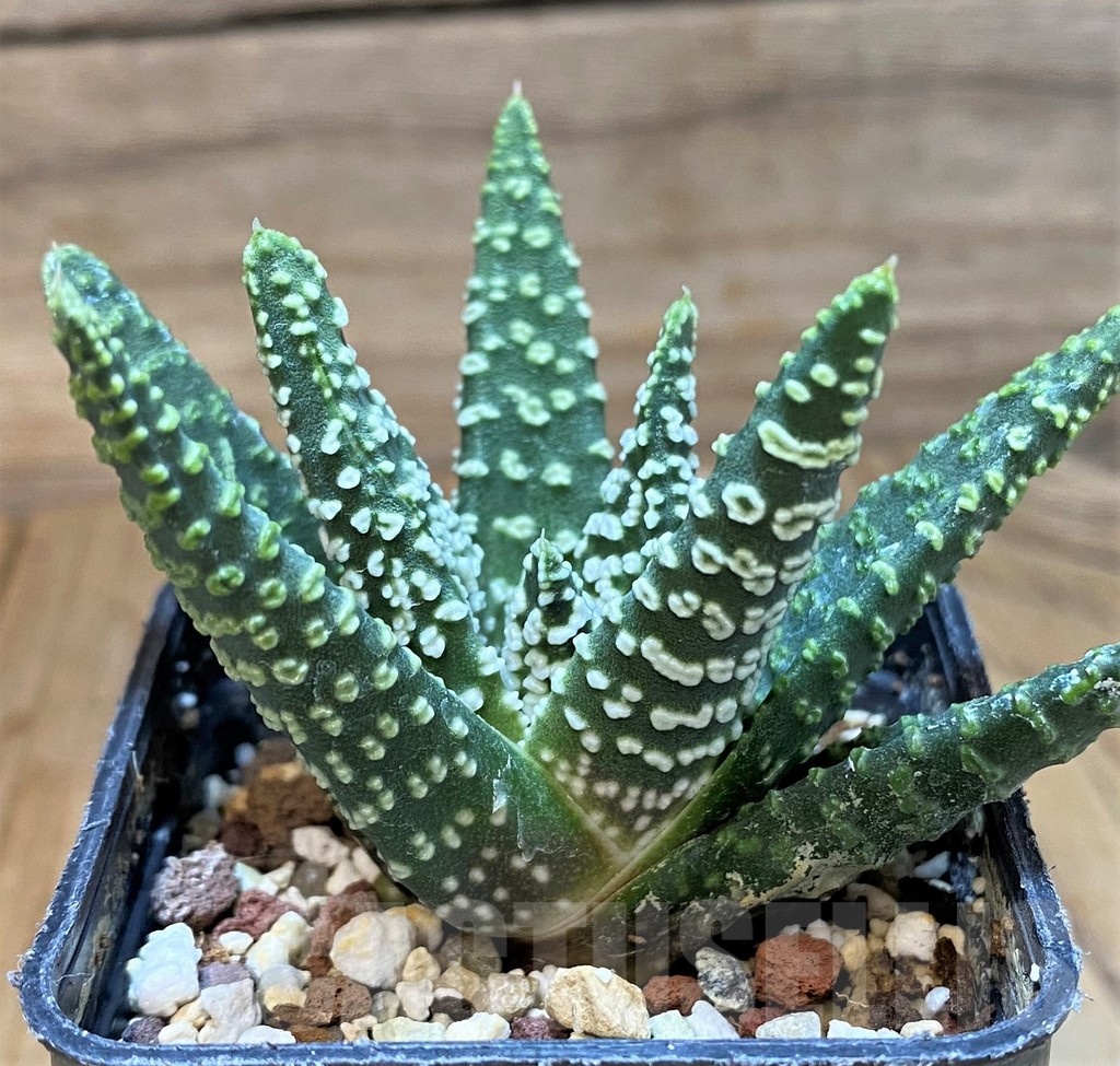 SH24933 Haworthia pumila 'Donut' SH, seedling - Image 2