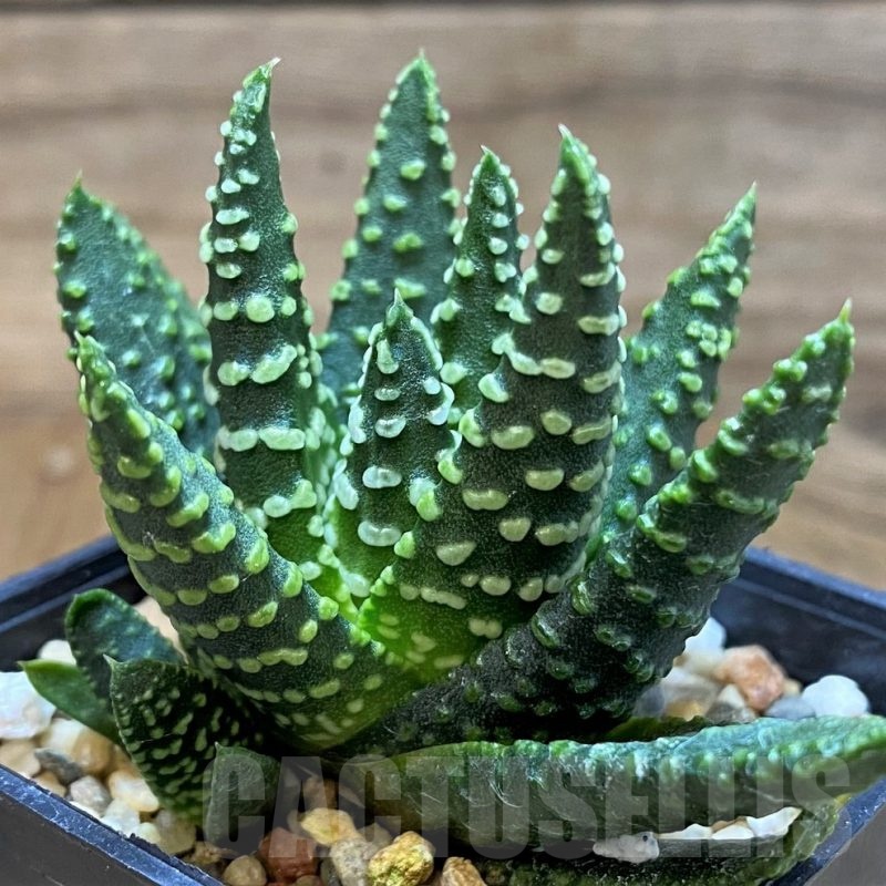 SH24934 Haworthia pumila 'Donut' SH, seedling