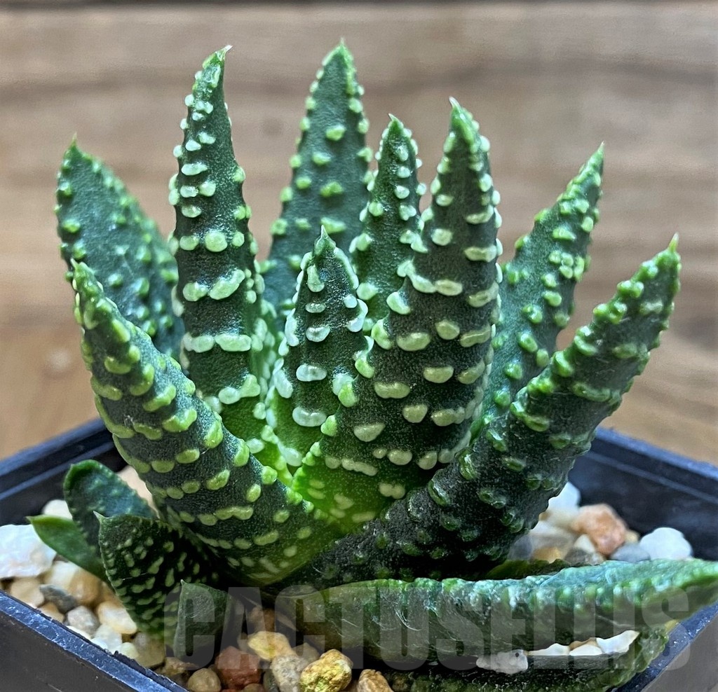 SH24934 Haworthia pumila 'Donut' SH, seedling