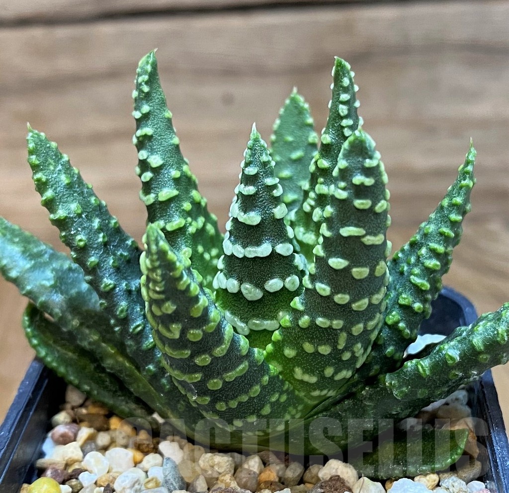 SH24934 Haworthia pumila 'Donut' SH, seedling – Image 2