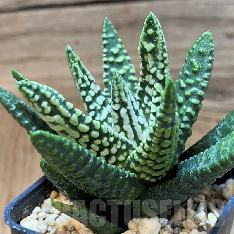 SH24935 Haworthia pumila 'Donut' SH, seedling