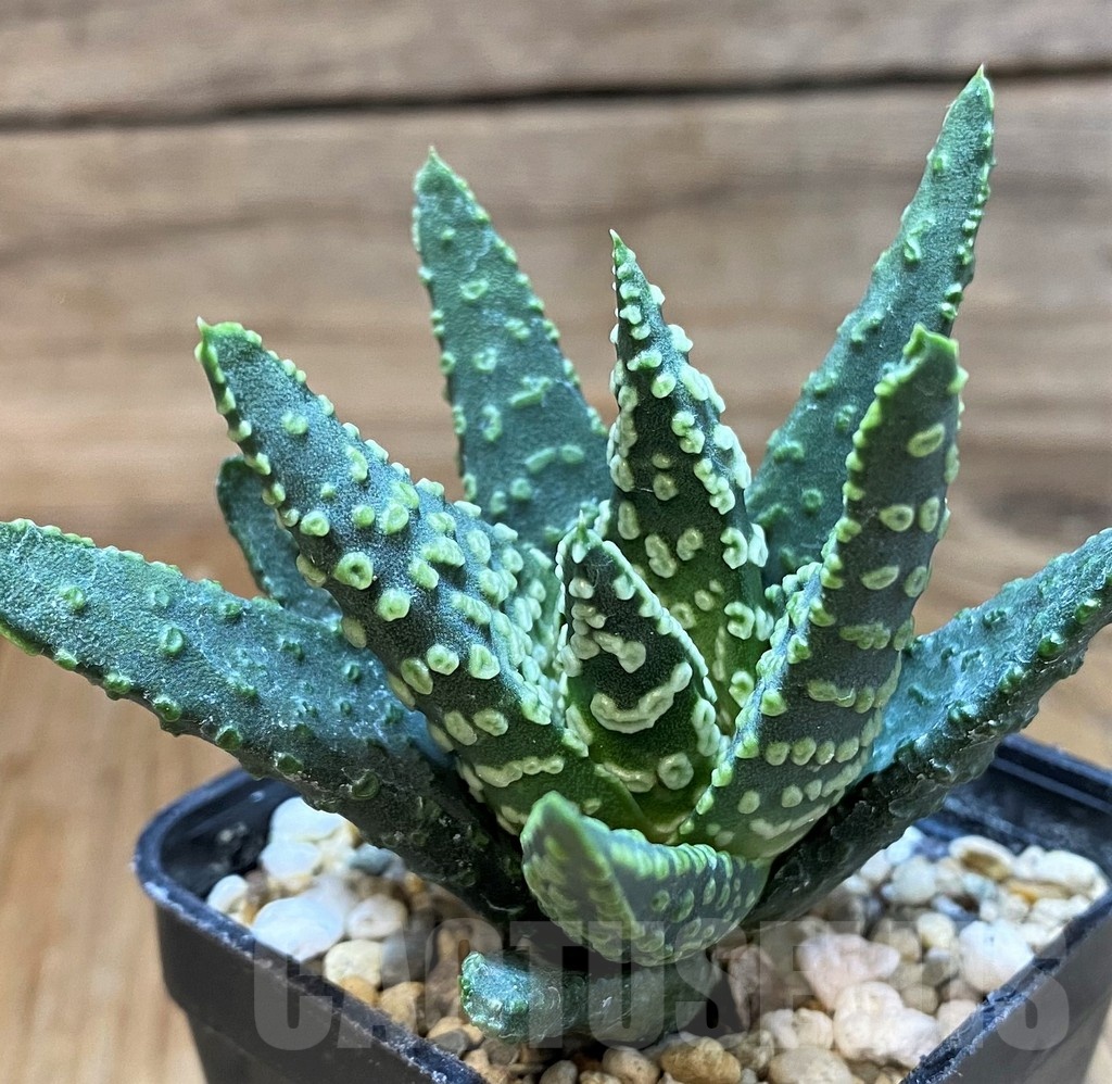 SH24936 Haworthia pumila 'Donut' SH, seedling – Image 2