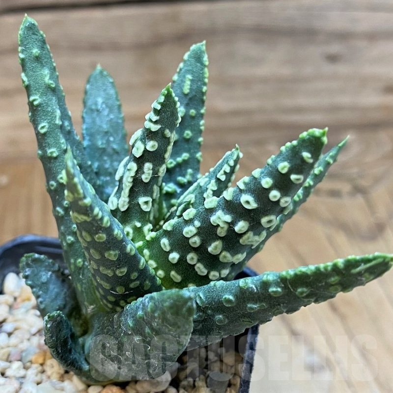 SH24936 Haworthia pumila 'Donut' SH, seedling
