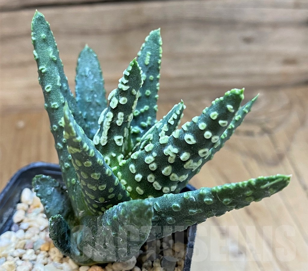 SH24936 Haworthia pumila 'Donut' SH, seedling