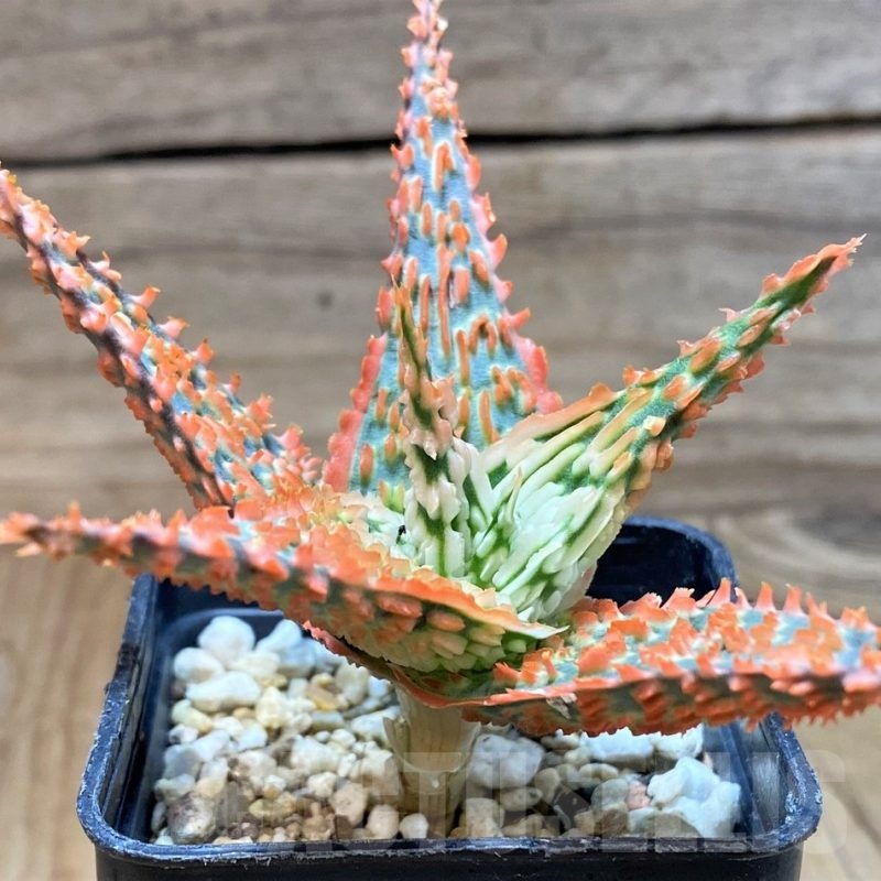 SH24892 Aloe TCT hybrid