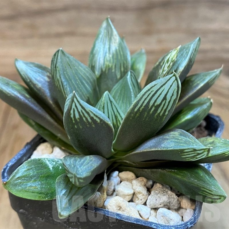 SH24937 Haworthia obtusa 'Black star'