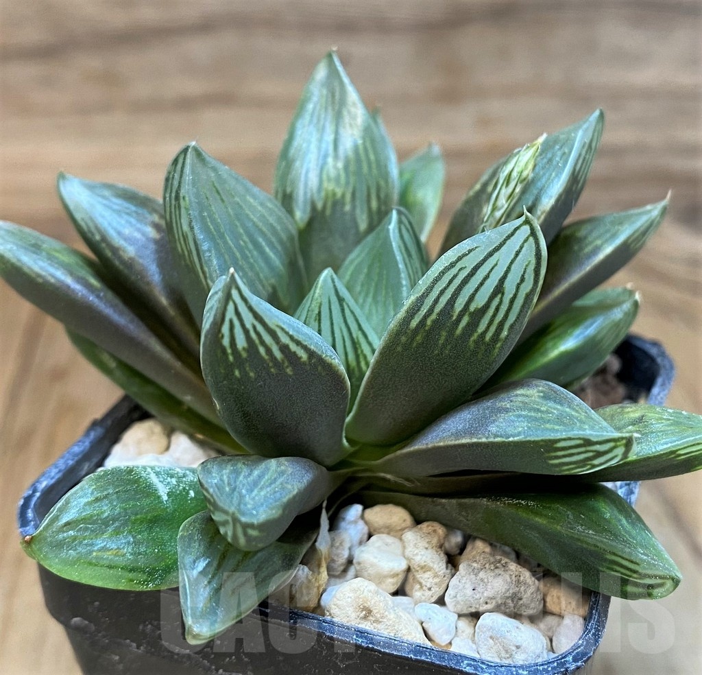 SH24937 Haworthia obtusa 'Black star'