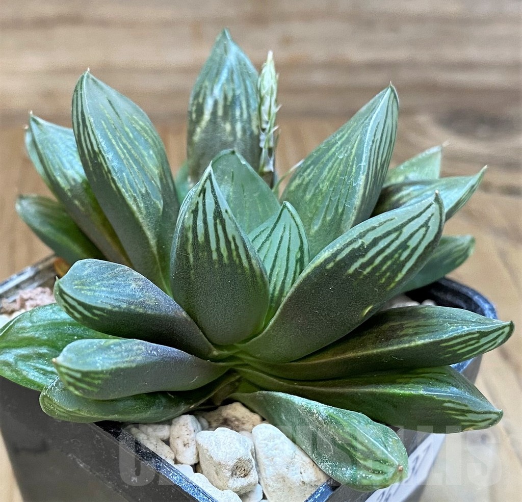 SH24937 Haworthia obtusa 'Black star' - immagine 2