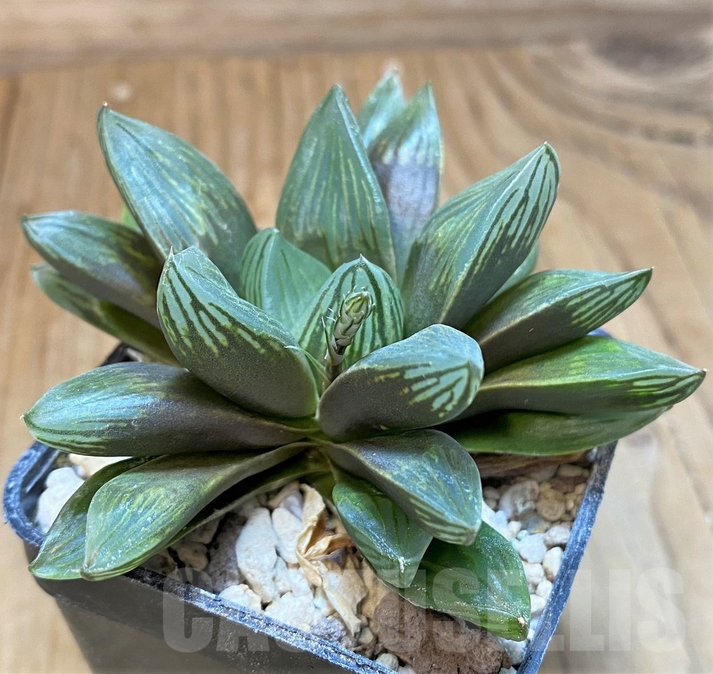 SH24937 Haworthia obtusa 'Black star' - immagine 3