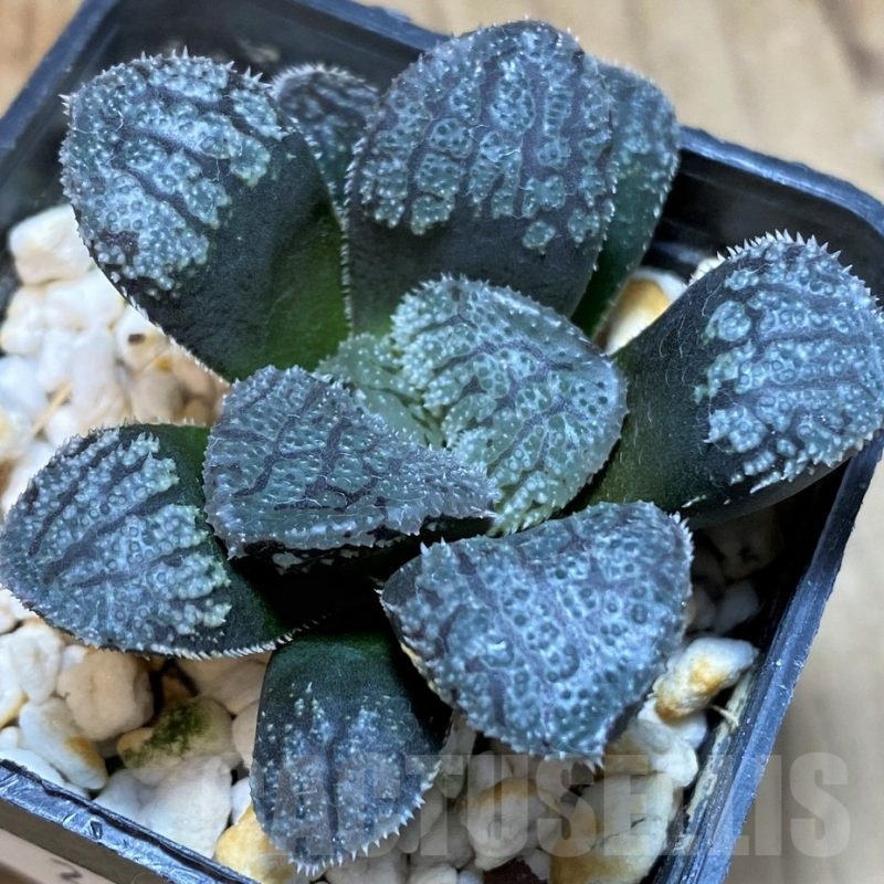 SH24938 Haworthia 'Mordor'
