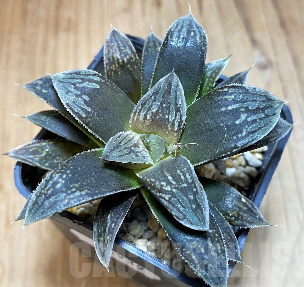 SH24939 Haworthia 'Black Major' hybrid - Imagen 2