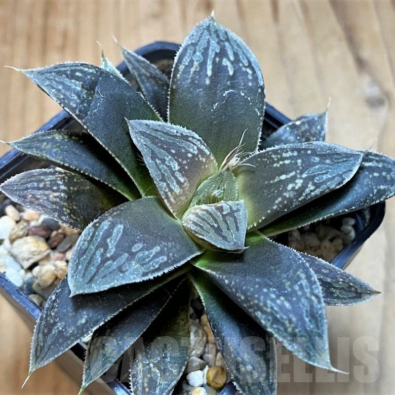 SH24939 Haworthia 'Black Major' hybrid