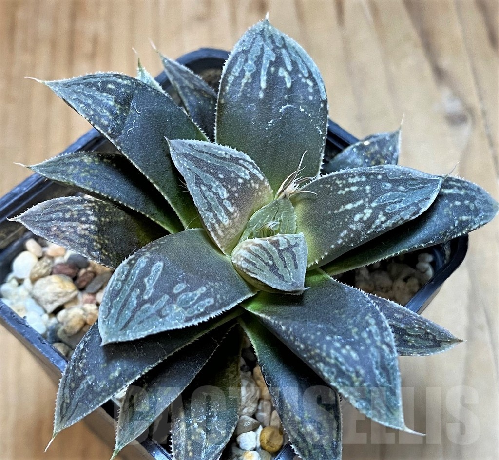 SH24939 Haworthia 'Black Major' hybrid