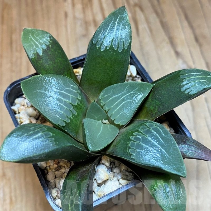 SH24940 Haworthia bayeri hybrid