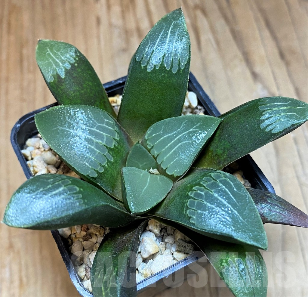 SH24940 Haworthia bayeri hybrid