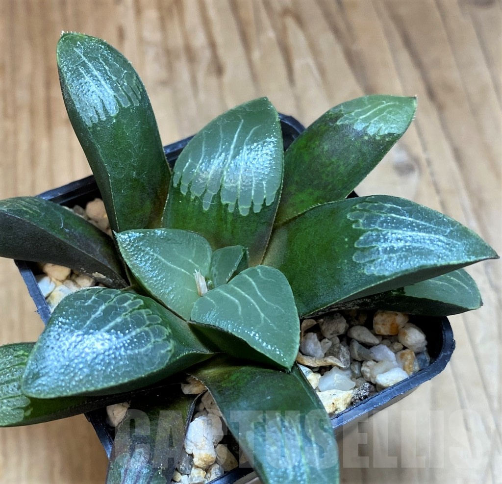 SH24940 Haworthia bayeri hybrid - Image 2