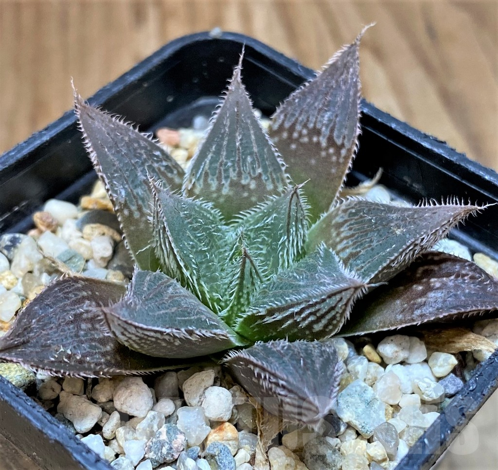 SH24941 Haworthia cooperi v. venusta hybrid - Зображення 2