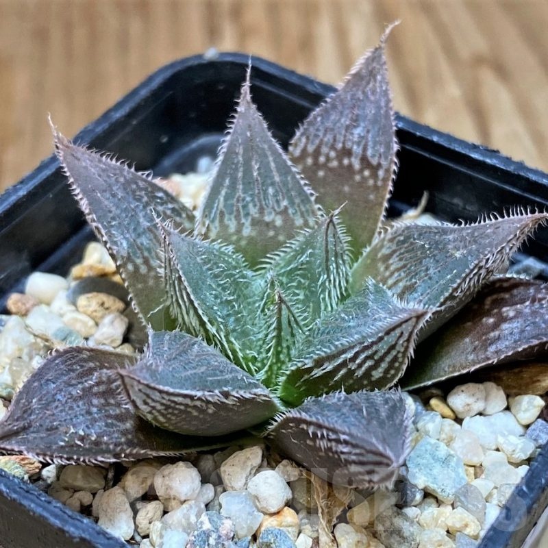 SH24941 Haworthia cooperi v. venusta hybrid