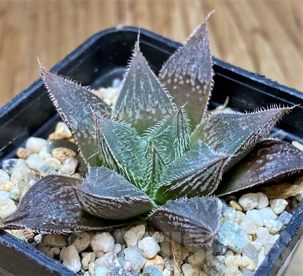 SH24941 Haworthia cooperi v. venusta hybrid