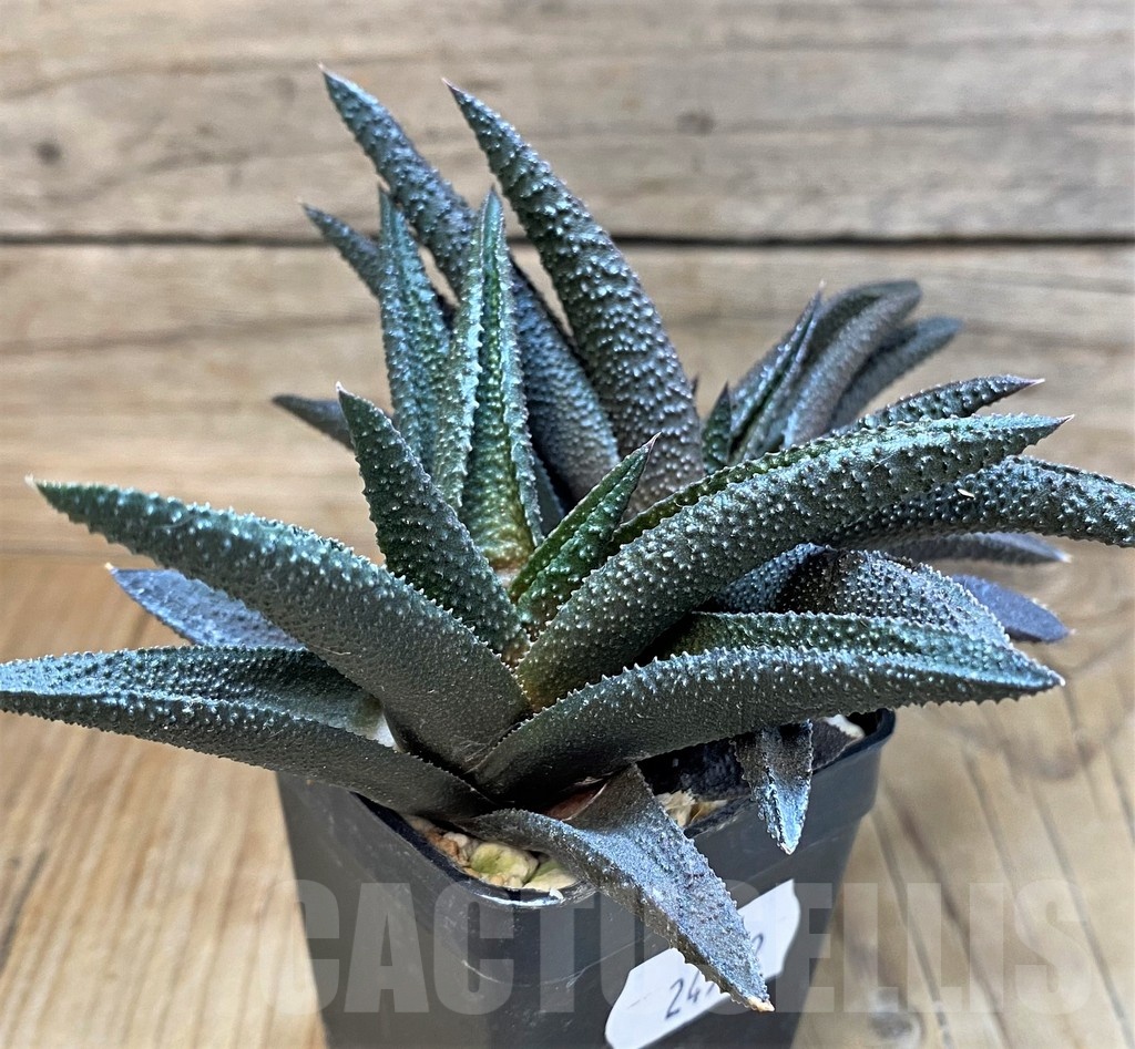 SH24942 Haworthia scabra x koelmaniorum - Imagen 2