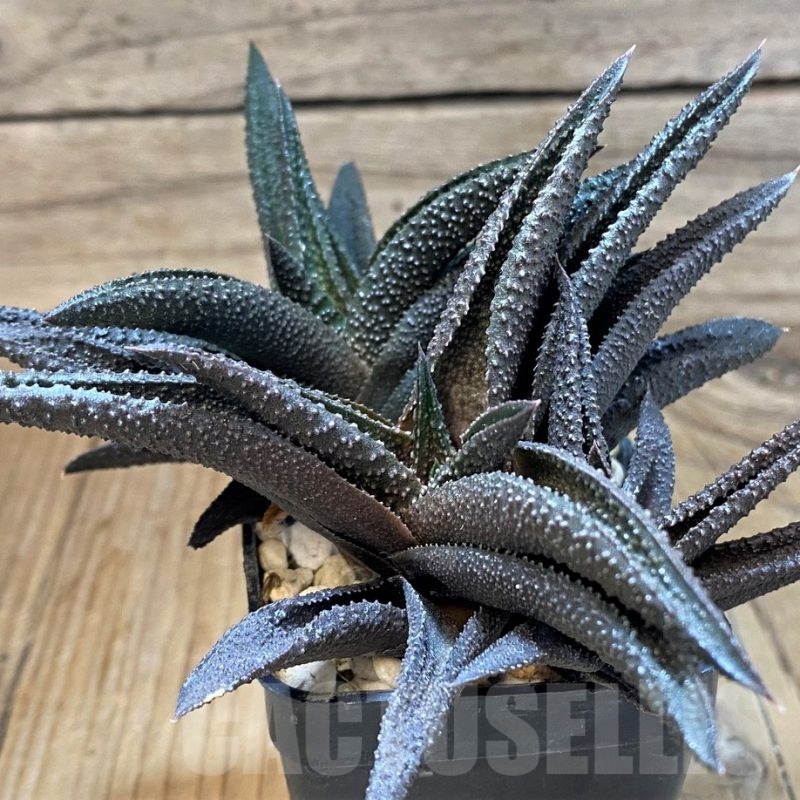 SH24942 Haworthia scabra x koelmaniorum