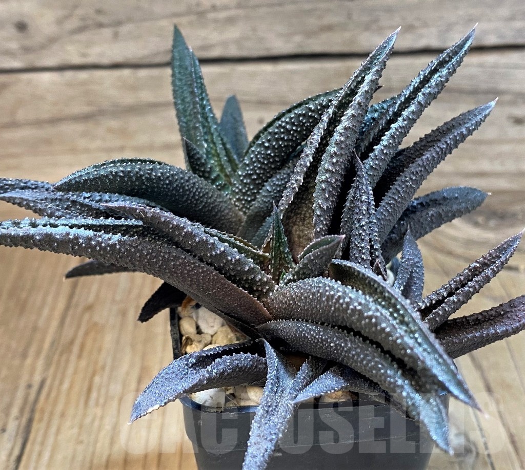 SH24942 Haworthia scabra x koelmaniorum