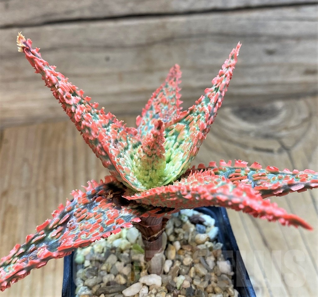 SH24893 Aloe TCT hybrid - Imagen 3