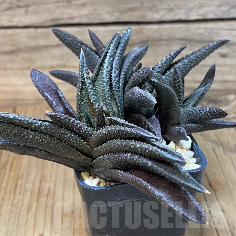 SH24943 Haworthia scabra x koelmaniorum
