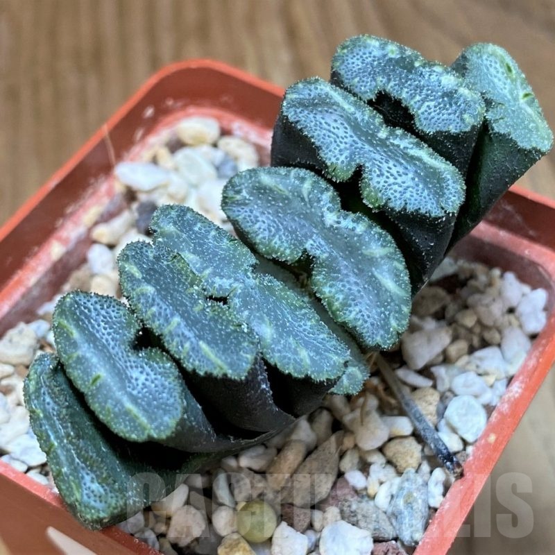 SH24944 Haworthia truncata -Japan-