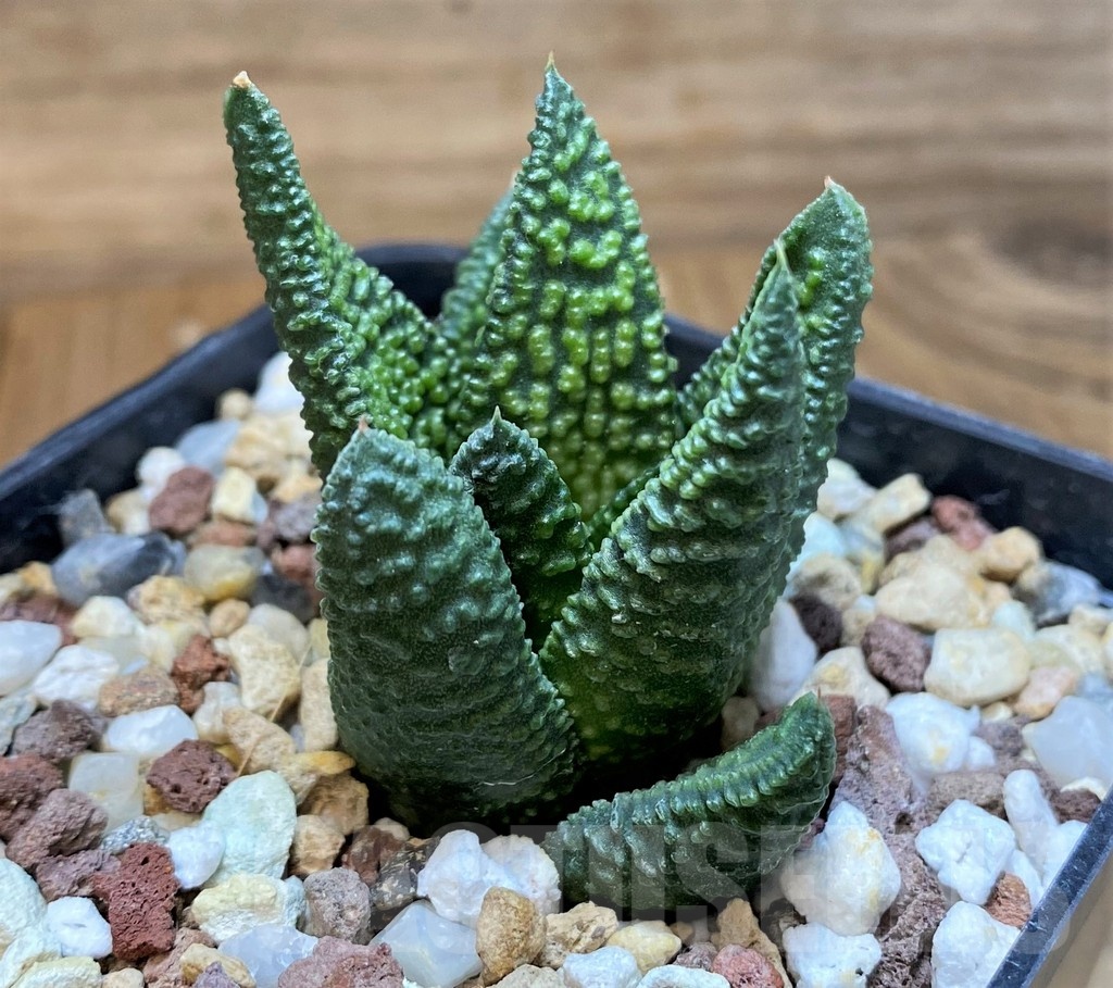 SH24945 Haworthia 'Marble Queen' - Image 2