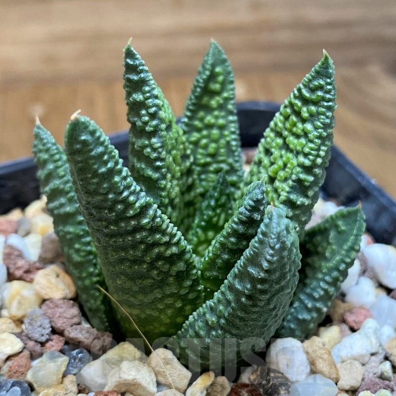 SH24945 Haworthia 'Marble Queen'