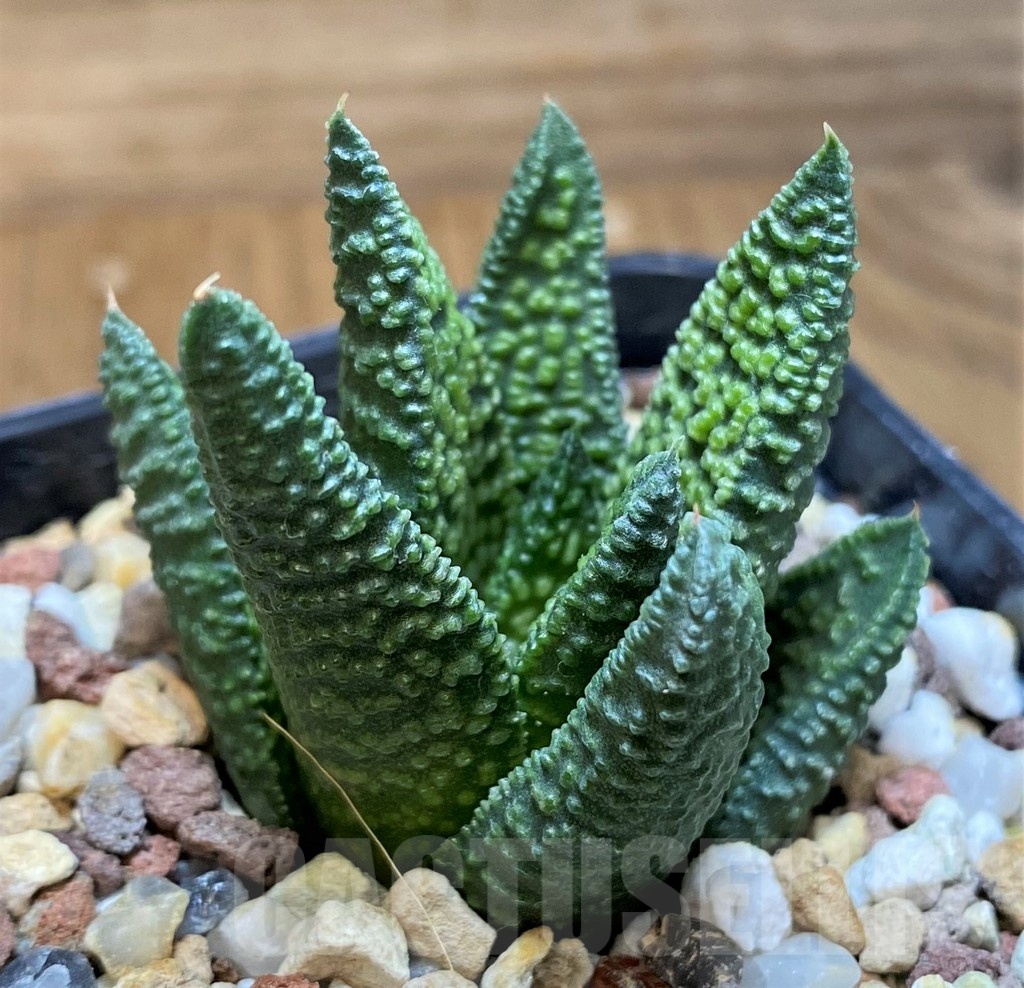 SH24945 Haworthia 'Marble Queen'