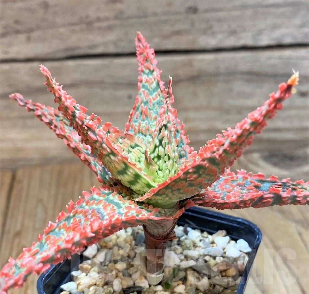 SH24893 Aloe TCT hybrid - Imagen 2