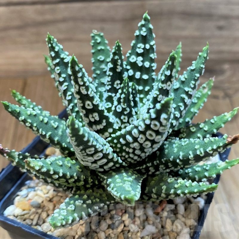SH24946 Haworthia pumila 'Donut'