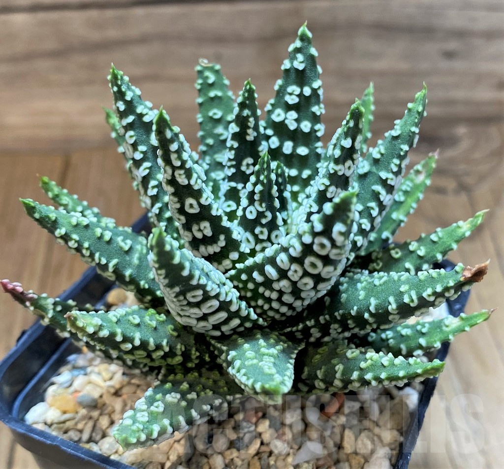 SH24946 Haworthia pumila 'Donut'