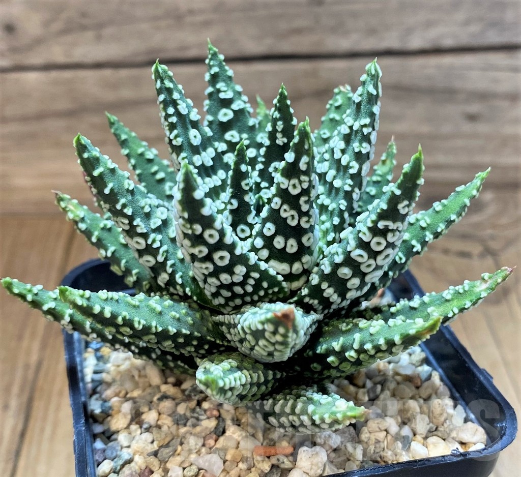 SH24946 Haworthia pumila 'Donut' - Imagen 2