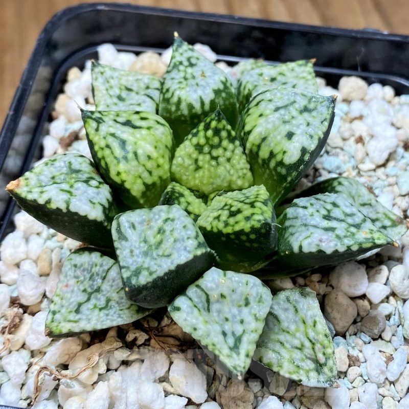 SH24947 Haworthia 'Pandora'