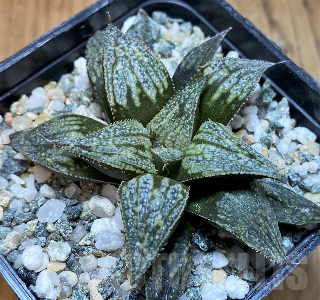 SH24948 Haworthia splendens hybrid - Imagen 2
