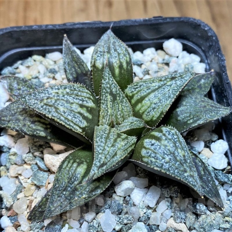 SH24948 Haworthia splendens hybrid