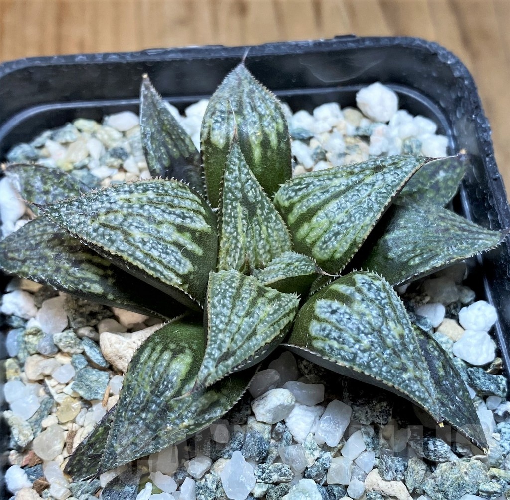 SH24948 Haworthia splendens hybrid