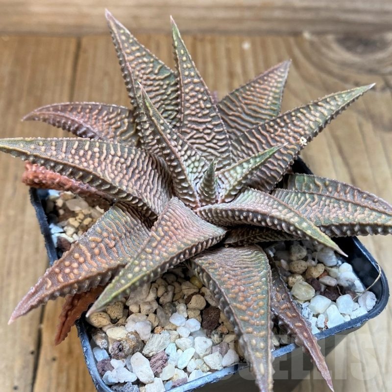 SH24949 Haworthia limifolia v. striata x koelmaniorum