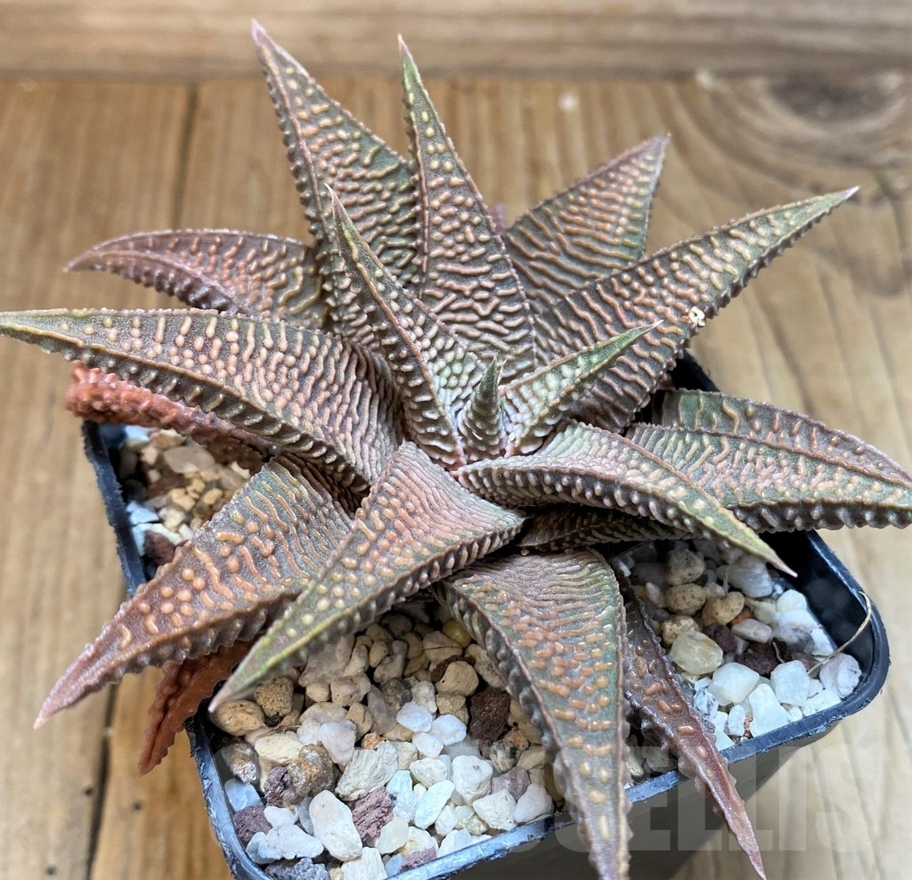 SH24949 Haworthia limifolia v. striata x koelmaniorum