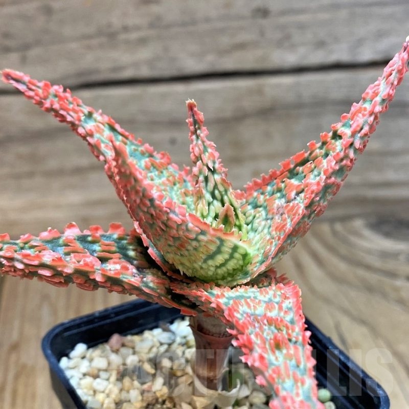 SH24893 Aloe TCT hybrid