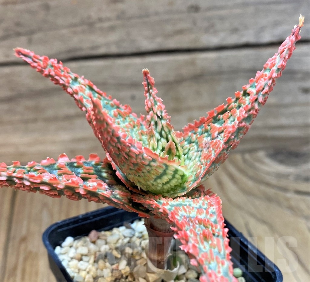 SH24893 Aloe TCT hybrid