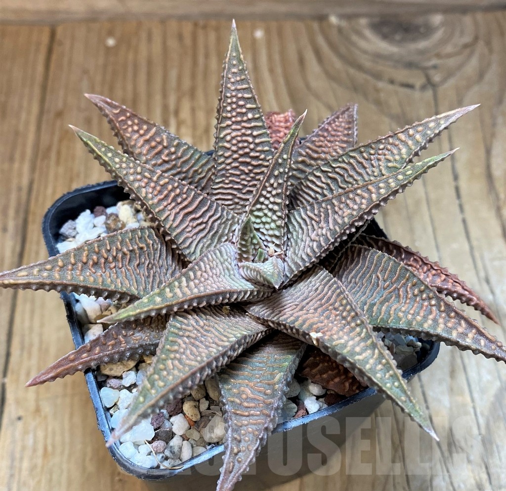 SH24949 Haworthia limifolia v. striata x koelmaniorum - Image 2