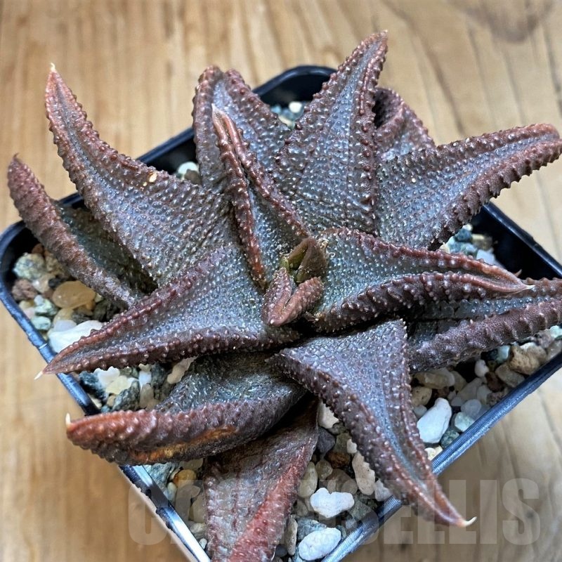 SH24950 Haworthia koelmaniorum